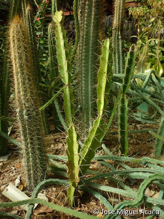 Leptocereus silvestrii, JB  Jose M Acuna (2)